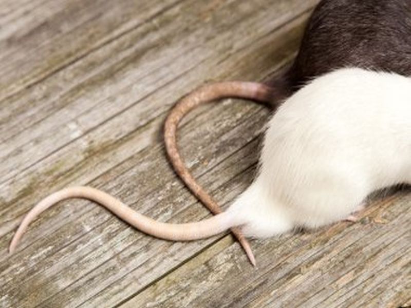 Advanced Rat Control Techniques: Pest Control Expertise
